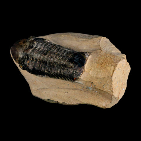 2.6" Reedops Cephalotes Trilobite Fossil Morocco Devonian Age 400 Mil Yrs Old COA - Fossil Age Minerals