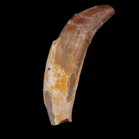 2" Basilosaurus Tooth 40-34 Million Year Old Late Eocene COA - Fossil Age Minerals