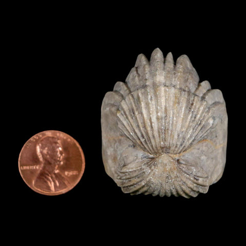 1.6" Burmirhynchia Decorata Brachiopod Fossil Jurassic Age Ardenes France