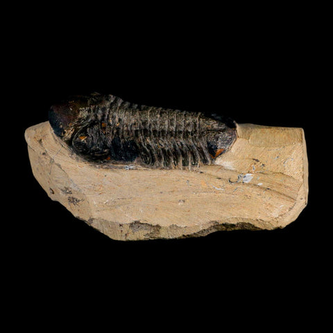 2.6" Reedops Cephalotes Trilobite Fossil Morocco Devonian Age 400 Mil Yrs Old COA - Fossil Age Minerals