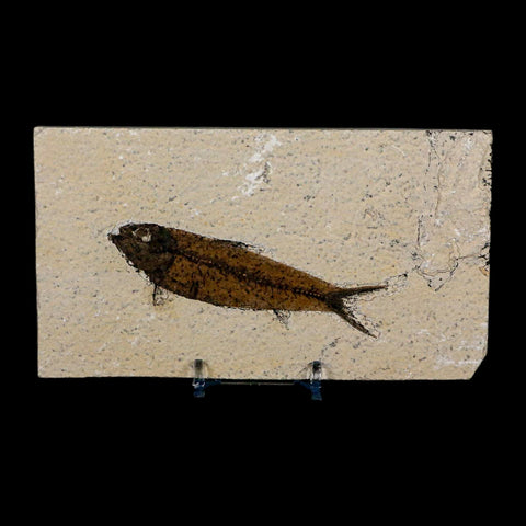 3.8" Knightia Eocaena Fossil Fish Green River FM Wyoming Eocene Age COA & Stand - Fossil Age Minerals