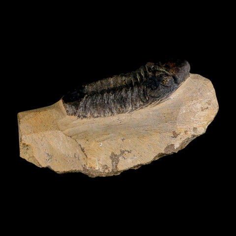 2.6" Reedops Cephalotes Trilobite Fossil Morocco Devonian Age 400 Mil Yrs Old COA - Fossil Age Minerals