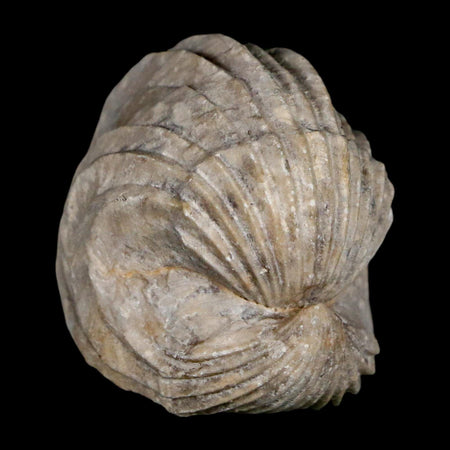 1.6" Burmirhynchia Decorata Brachiopod Fossil Jurassic Age Ardenes France