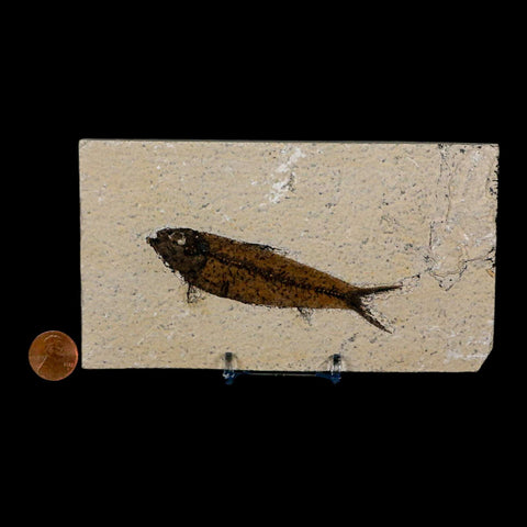 3.8" Knightia Eocaena Fossil Fish Green River FM Wyoming Eocene Age COA & Stand - Fossil Age Minerals