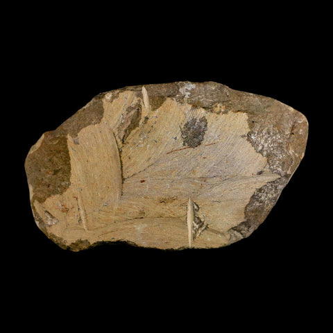 2.6" Reedops Cephalotes Trilobite Fossil Morocco Devonian Age 400 Mil Yrs Old COA - Fossil Age Minerals