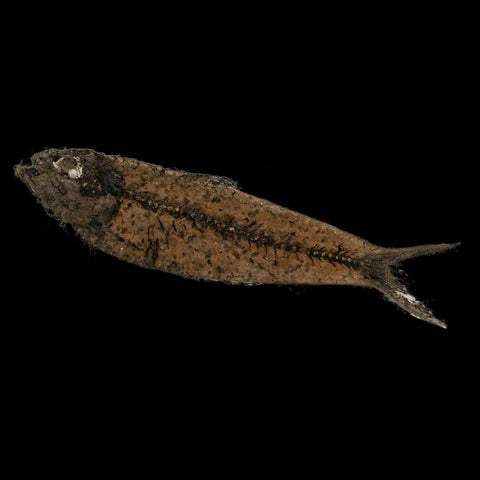 3.8" Knightia Eocaena Fossil Fish Green River FM Wyoming Eocene Age COA & Stand - Fossil Age Minerals