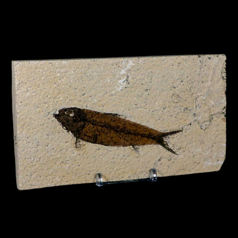 3.8" Knightia Eocaena Fossil Fish Green River FM Wyoming Eocene Age COA & Stand - Fossil Age Minerals