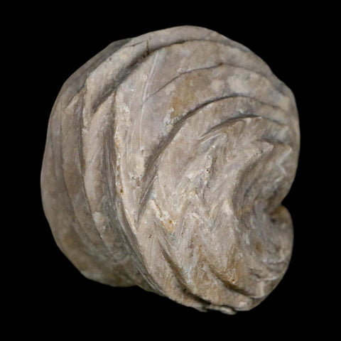 1.6" Burmirhynchia Decorata Brachiopod Fossil Jurassic Age Ardenes France