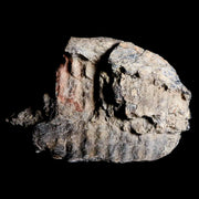 3.5" Edmontosaurus Fossil Jaw Maxilla Bone Lance Creek Cretaceous Dinosaur WY COA