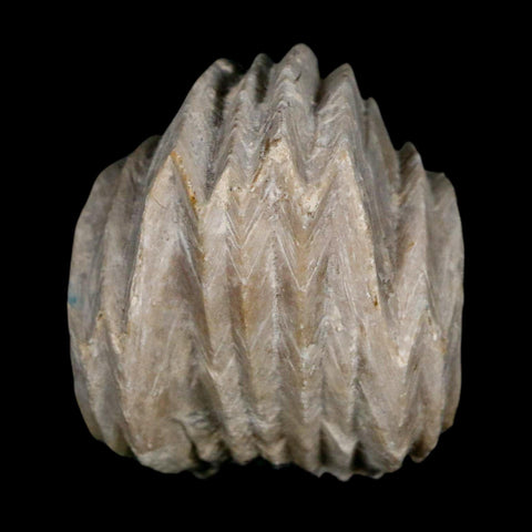 1.6" Burmirhynchia Decorata Brachiopod Fossil Jurassic Age Ardenes France