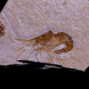 1.7" Fossil Shrimp Carpopenaeus Cretaceous Age 100 Mil Yrs Old Lebanon COA