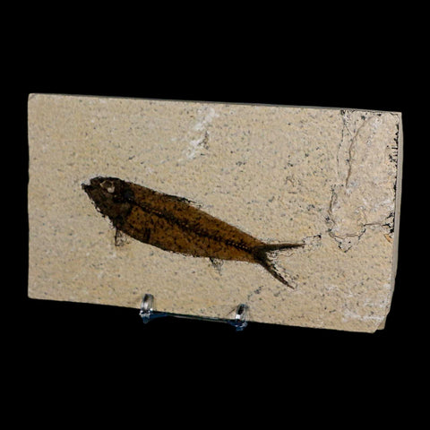 3.8" Knightia Eocaena Fossil Fish Green River FM Wyoming Eocene Age COA & Stand - Fossil Age Minerals