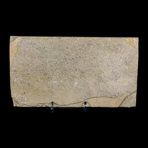 3.8" Knightia Eocaena Fossil Fish Green River FM Wyoming Eocene Age COA & Stand - Fossil Age Minerals