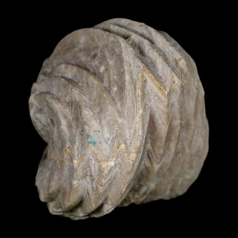 1.6" Burmirhynchia Decorata Brachiopod Fossil Jurassic Age Ardenes France