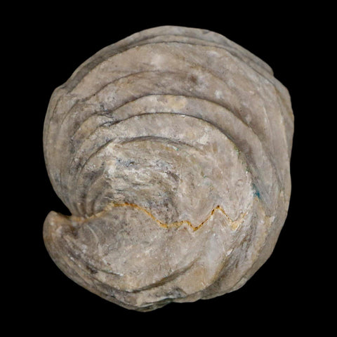 1.6" Burmirhynchia Decorata Brachiopod Fossil Jurassic Age Ardenes France