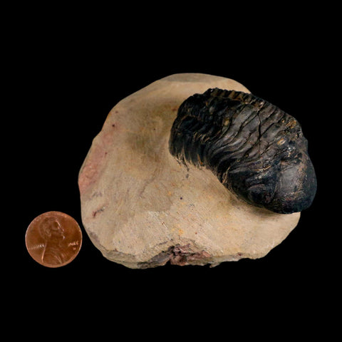 2.2" Reedops Cephalotes Trilobite Fossil Morocco Devonian Age 400 Mil Yrs Old COA - Fossil Age Minerals