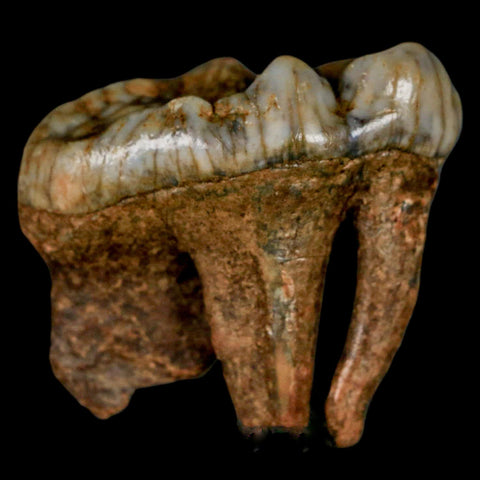 1.6" Extinct Cave Bear Ursus Spelaeus Molar Tooth Rooted Pleistocene Age COA - Fossil Age Minerals
