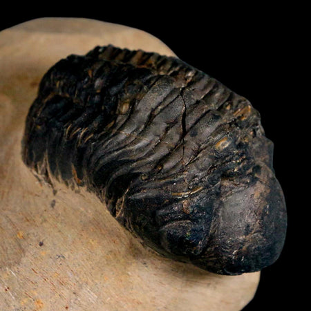 2.2" Reedops Cephalotes Trilobite Fossil Morocco Devonian Age 400 Mil Yrs Old COA