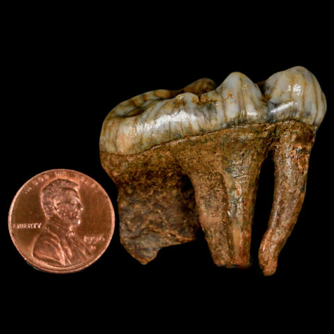1.6" Extinct Cave Bear Ursus Spelaeus Molar Tooth Rooted Pleistocene Age COA - Fossil Age Minerals