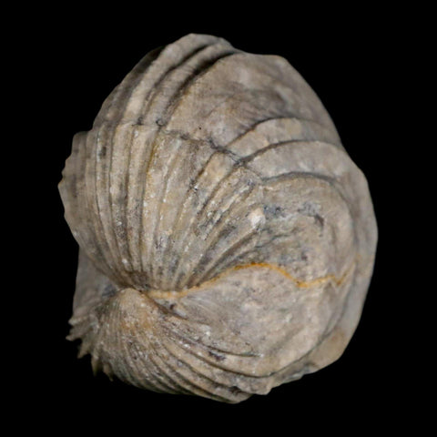 1.6" Burmirhynchia Decorata Brachiopod Fossil Jurassic Age Ardenes France