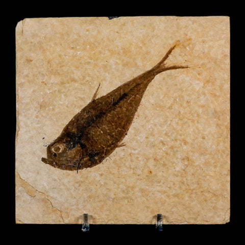 3.8" Diplomystus Dentatus Fossil Fish Green River FM WY Eocene Age COA, Stand - Fossil Age Minerals