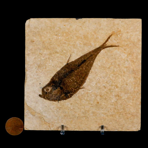 3.8" Diplomystus Dentatus Fossil Fish Green River FM WY Eocene Age COA, Stand - Fossil Age Minerals