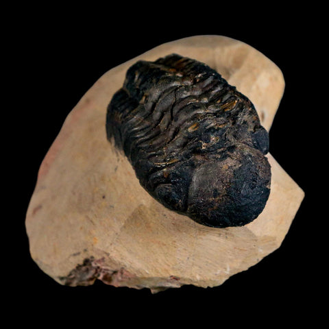 2.2" Reedops Cephalotes Trilobite Fossil Morocco Devonian Age 400 Mil Yrs Old COA - Fossil Age Minerals