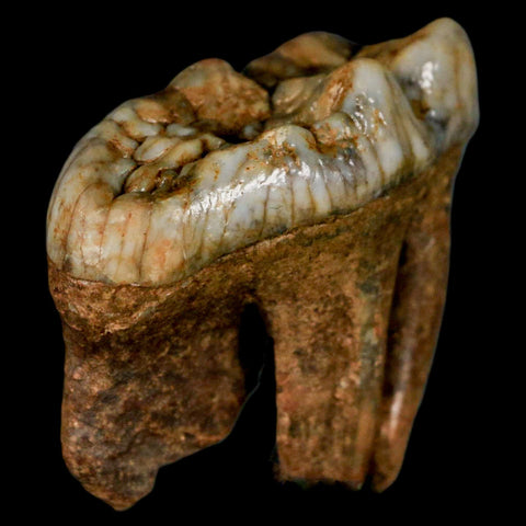 1.6" Extinct Cave Bear Ursus Spelaeus Molar Tooth Rooted Pleistocene Age COA - Fossil Age Minerals
