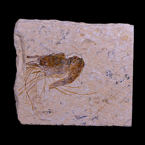 1.9" Fossil Shrimp Carpopenaeus Cretaceous Age 100 Mil Yrs Old Lebanon COA - Fossil Age Minerals
