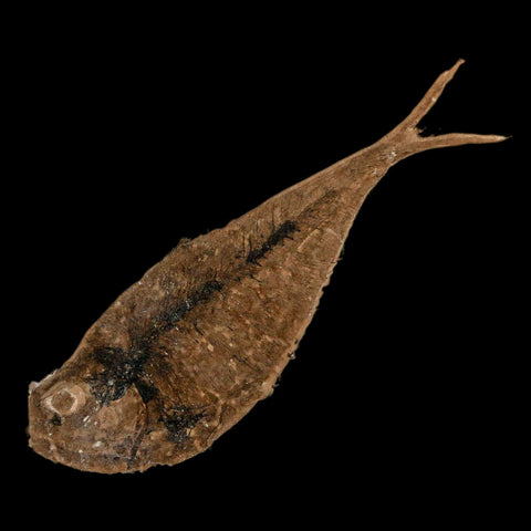 3.8" Diplomystus Dentatus Fossil Fish Green River FM WY Eocene Age COA, Stand - Fossil Age Minerals