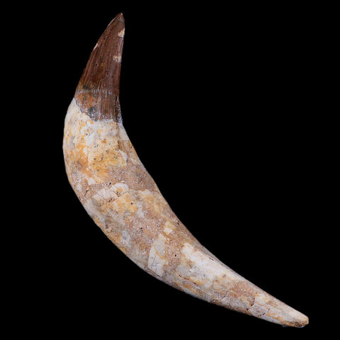XL 5.7" Basilosaurus Tooth 40-34 Mil Yrs Old Late Eocene COA - Fossil Age Minerals