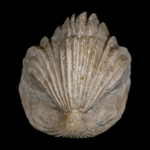 1.6" Burmirhynchia Decorata Brachiopod Fossil Jurassic Age Ardenes France