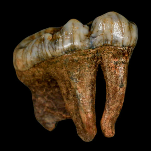 1.6" Extinct Cave Bear Ursus Spelaeus Molar Tooth Rooted Pleistocene Age COA - Fossil Age Minerals