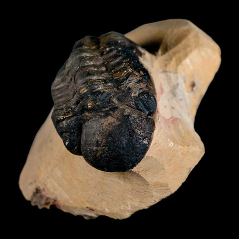 2.2" Reedops Cephalotes Trilobite Fossil Morocco Devonian Age 400 Mil Yrs Old COA - Fossil Age Minerals