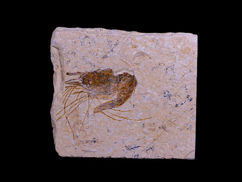 1.9" Fossil Shrimp Carpopenaeus Cretaceous Age 100 Mil Yrs Old Lebanon COA - Fossil Age Minerals