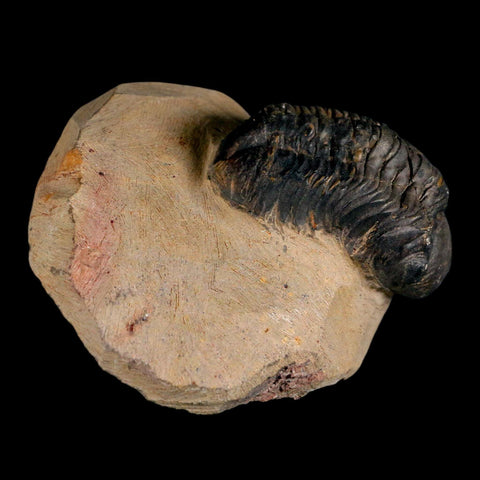 2.2" Reedops Cephalotes Trilobite Fossil Morocco Devonian Age 400 Mil Yrs Old COA - Fossil Age Minerals
