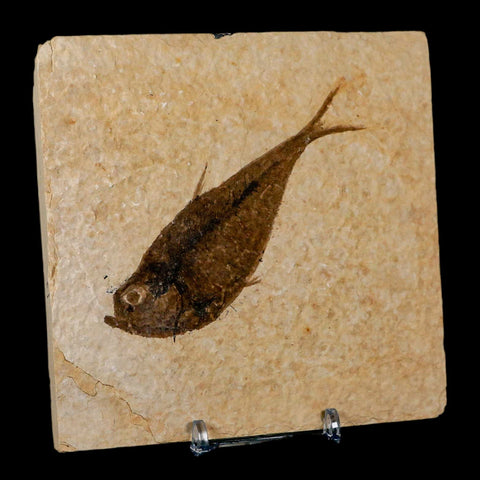 3.8" Diplomystus Dentatus Fossil Fish Green River FM WY Eocene Age COA, Stand - Fossil Age Minerals