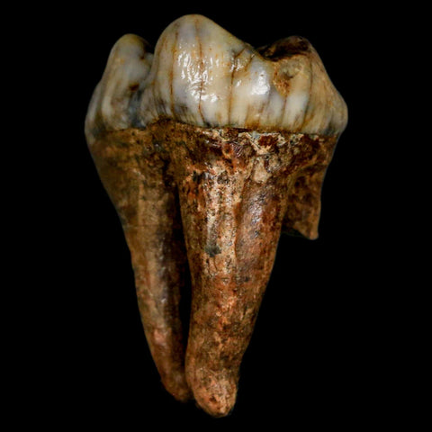 1.6" Extinct Cave Bear Ursus Spelaeus Molar Tooth Rooted Pleistocene Age COA - Fossil Age Minerals
