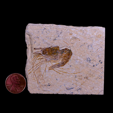 1.9" Fossil Shrimp Carpopenaeus Cretaceous Age 100 Mil Yrs Old Lebanon COA - Fossil Age Minerals