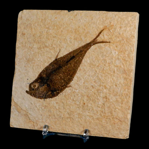 3.8" Diplomystus Dentatus Fossil Fish Green River FM WY Eocene Age COA, Stand - Fossil Age Minerals