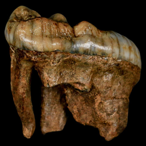 1.6" Extinct Cave Bear Ursus Spelaeus Molar Tooth Rooted Pleistocene Age COA - Fossil Age Minerals