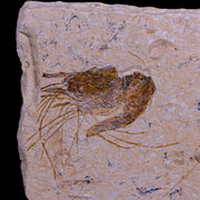 1.9" Fossil Shrimp Carpopenaeus Cretaceous Age 100 Mil Yrs Old Lebanon COA