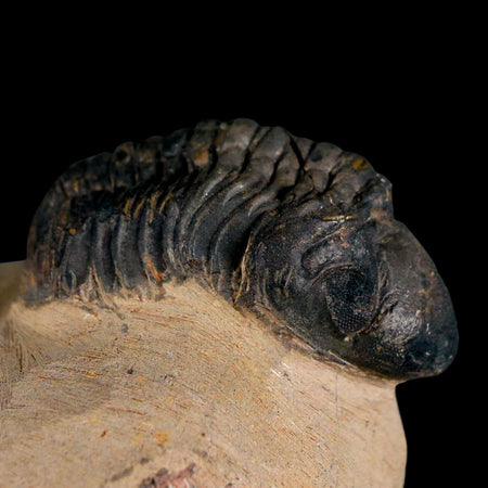 2.2" Reedops Cephalotes Trilobite Fossil Morocco Devonian Age 400 Mil Yrs Old COA