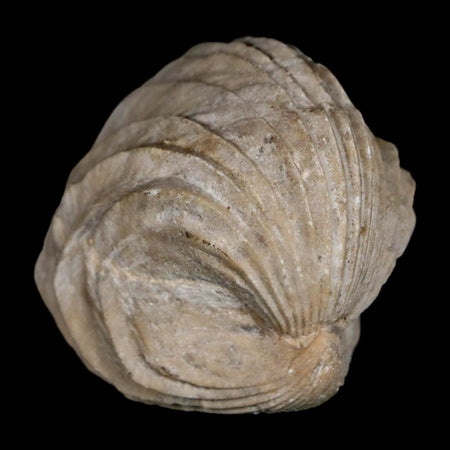 1.4" Burmirhynchia Decorata Brachiopod Fossil Jurassic Age Ardenes France