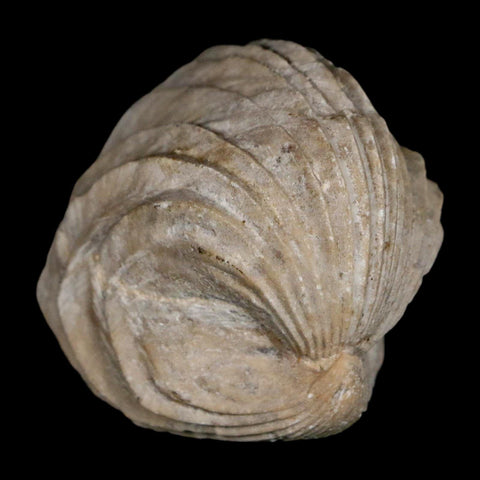 1.4" Burmirhynchia Decorata Brachiopod Fossil Jurassic Age Ardenes France