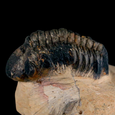 2.2" Reedops Cephalotes Trilobite Fossil Morocco Devonian Age 400 Mil Yrs Old COA - Fossil Age Minerals