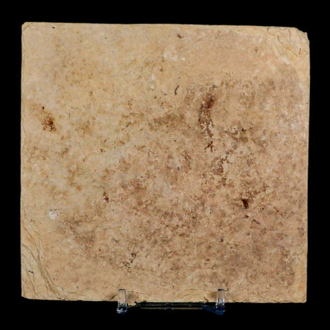 3.8" Diplomystus Dentatus Fossil Fish Green River FM WY Eocene Age COA, Stand - Fossil Age Minerals