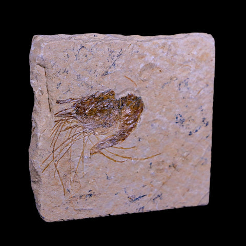1.9" Fossil Shrimp Carpopenaeus Cretaceous Age 100 Mil Yrs Old Lebanon COA - Fossil Age Minerals