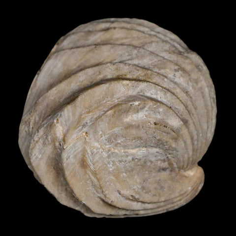 1.4" Burmirhynchia Decorata Brachiopod Fossil Jurassic Age Ardenes France