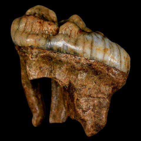 1.6" Extinct Cave Bear Ursus Spelaeus Molar Tooth Rooted Pleistocene Age COA - Fossil Age Minerals